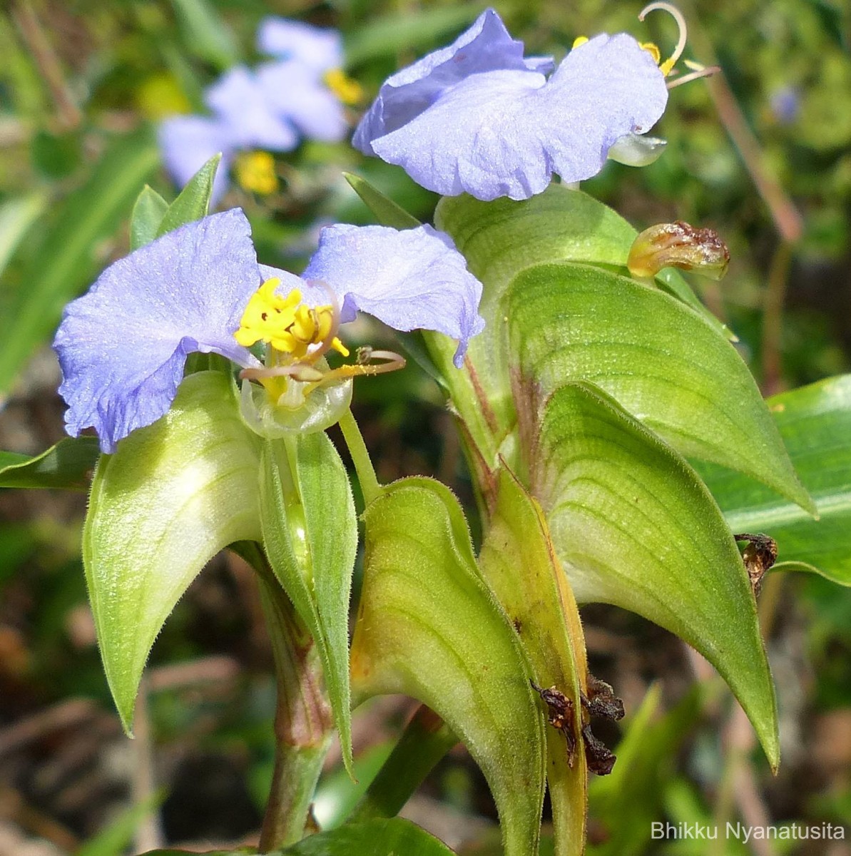 Commelina undulata R.Br.